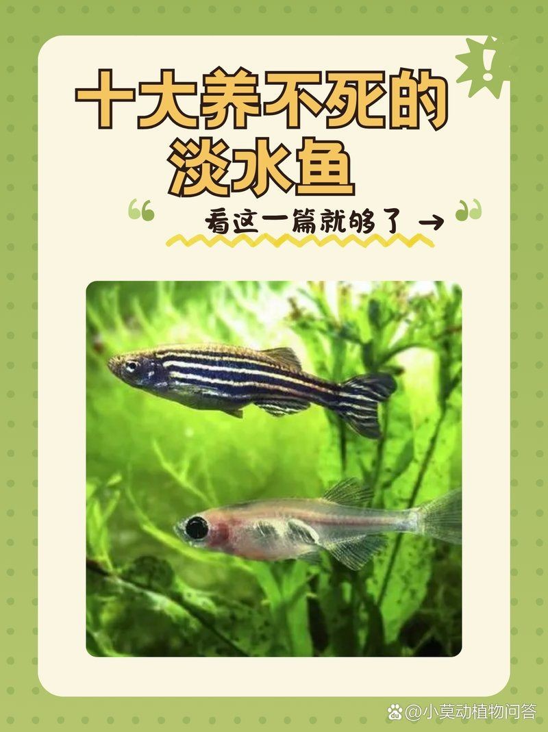 十大養不死的淡水魚，你可以按需選擇，，??十大超皮實淡水魚，咋養都活！，??十大不死身淡水魚大盤點！，??十種超好養、養不死的 十大養不死的淡水魚，你可以按需選擇，，??十大超皮實淡水魚，咋養都活！，??十大不死身淡水魚大盤點！，??十種超好養、養不死的 龍魚百科 第9張