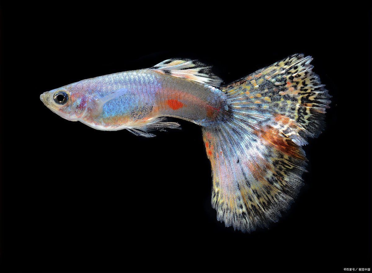 十大養不死的淡水魚，你可以按需選擇，，??十大超皮實淡水魚，咋養都活！，??十大不死身淡水魚大盤點！，??十種超好養、養不死的 十大養不死的淡水魚，你可以按需選擇，，??十大超皮實淡水魚，咋養都活！，??十大不死身淡水魚大盤點！，??十種超好養、養不死的 龍魚百科 第7張