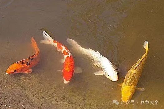 十大養不死的淡水魚，你可以按需選擇，，??十大超皮實淡水魚，咋養都活！，??十大不死身淡水魚大盤點！，??十種超好養、養不死的 十大養不死的淡水魚，你可以按需選擇，，??十大超皮實淡水魚，咋養都活！，??十大不死身淡水魚大盤點！，??十種超好養、養不死的 龍魚百科 第3張