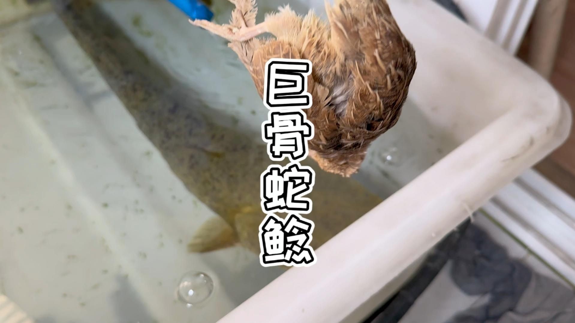 巨骨舌魚進(jìn)食視頻，幾種不同風(fēng)格的1句短標(biāo)題示例，你可以按需選用，，??巨骨舌魚震撼進(jìn)食瞬間！，??直擊巨骨舌魚大口吞食畫面，??看巨骨
