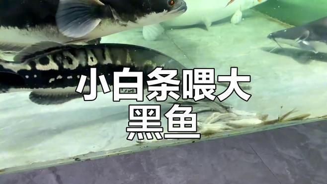 巨骨舌魚進(jìn)食視頻，幾種不同風(fēng)格的1句短標(biāo)題示例，你可以按需選用，，??巨骨舌魚震撼進(jìn)食瞬間！，??直擊巨骨舌魚大口吞食畫面，??看巨骨