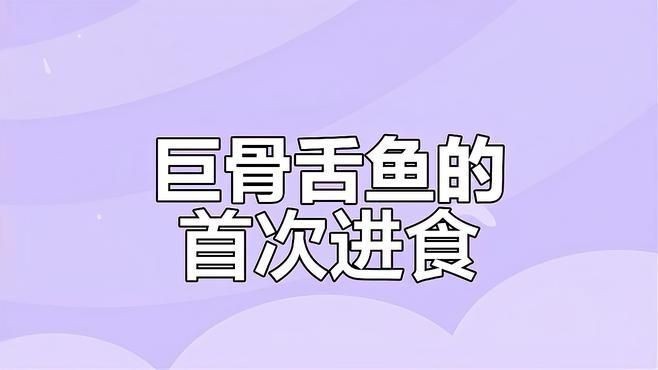 巨骨舌魚進(jìn)食視頻，幾種不同風(fēng)格的1句短標(biāo)題示例，你可以按需選用，，??巨骨舌魚震撼進(jìn)食瞬間！，??直擊巨骨舌魚大口吞食畫面，??看巨骨