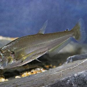 巨爆牙魚好養嗎，幾種不同風格的1句短標題示例供你參考，，直白風，巨爆牙魚養護難度揭秘，疑問風，巨爆牙魚究竟好不好養？，科普風，探秘巨爆牙魚的飼養