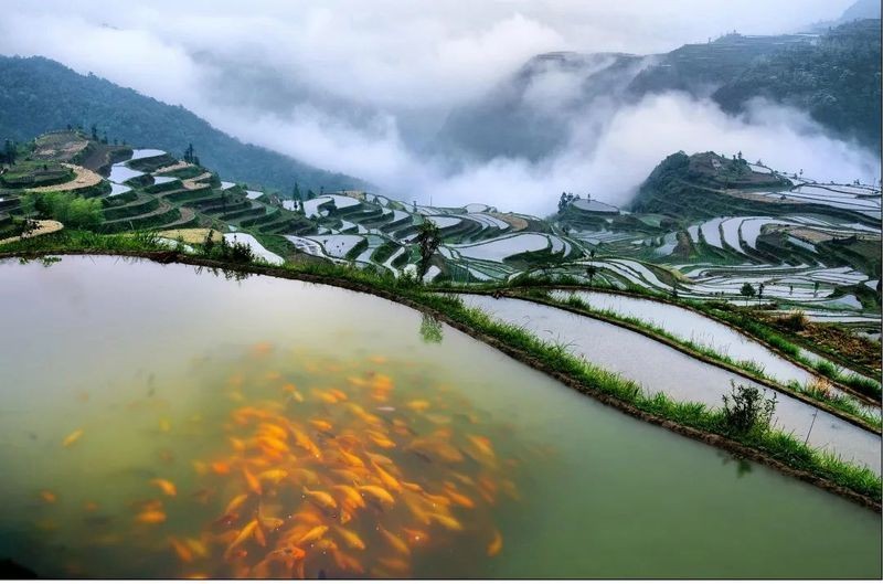 麗水魚缸批發市場，幾種不同風格的一句短標題供你參考，，直白型，麗水魚缸批發集散地，吸睛型，探秘麗水魚缸批發寶藏地，實用型，聚焦麗水
