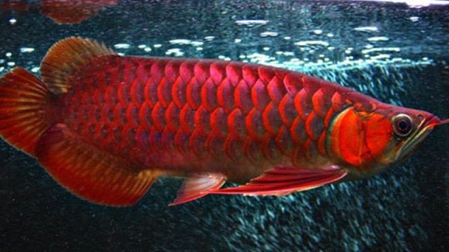 哪種龍魚最貴，你可以按需選用，，探秘最貴龍魚品種！，揭曉，哪種龍魚身價最高？，聚焦！