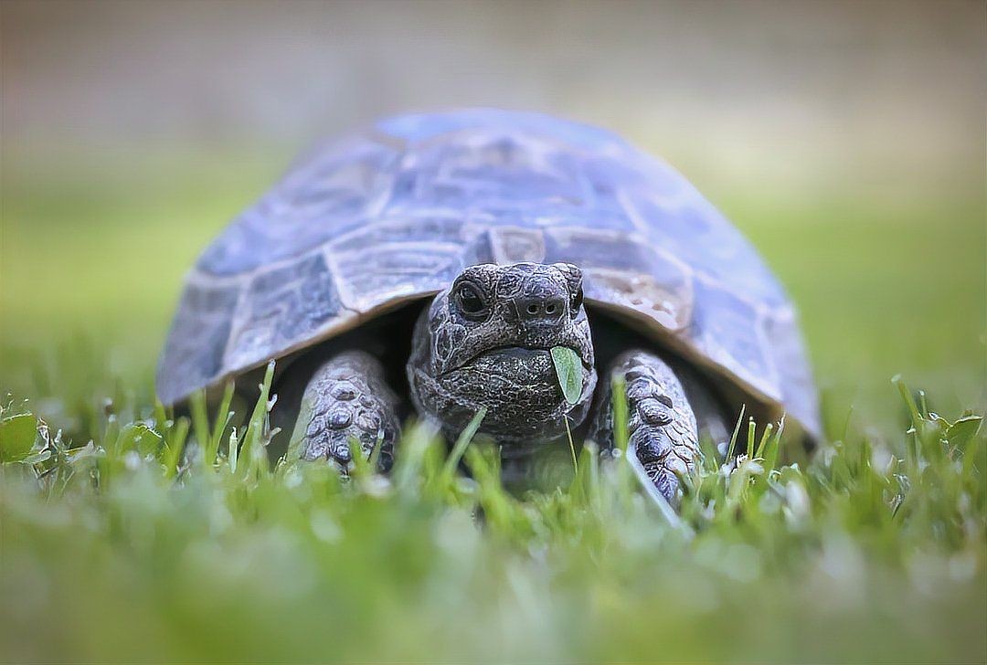 買龍龜的十大忠告，龜選購