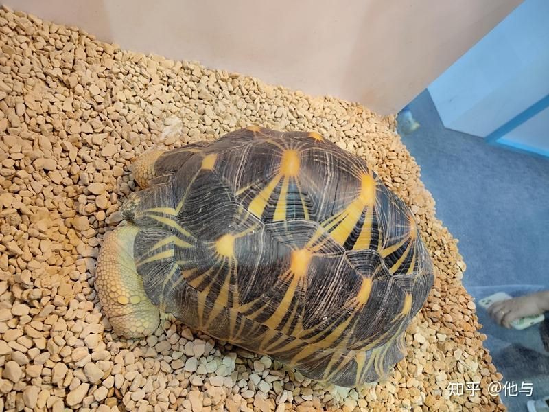 買龍龜的十大忠告，龜選購