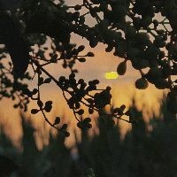 買龍龜的十大忠告，龜選購