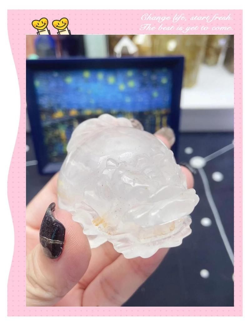 買龍龜的十大忠告，龜選購