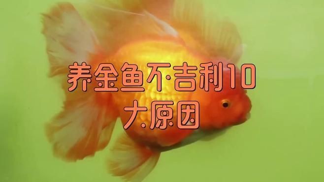 養魚為什么對人不好呢，魚的潛在 養魚為什么對人不好呢，魚的潛在 龍魚百科 第7張