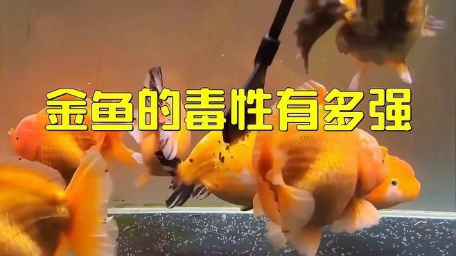 養魚為什么對人不好呢，魚的潛在 養魚為什么對人不好呢，魚的潛在 龍魚百科 第5張