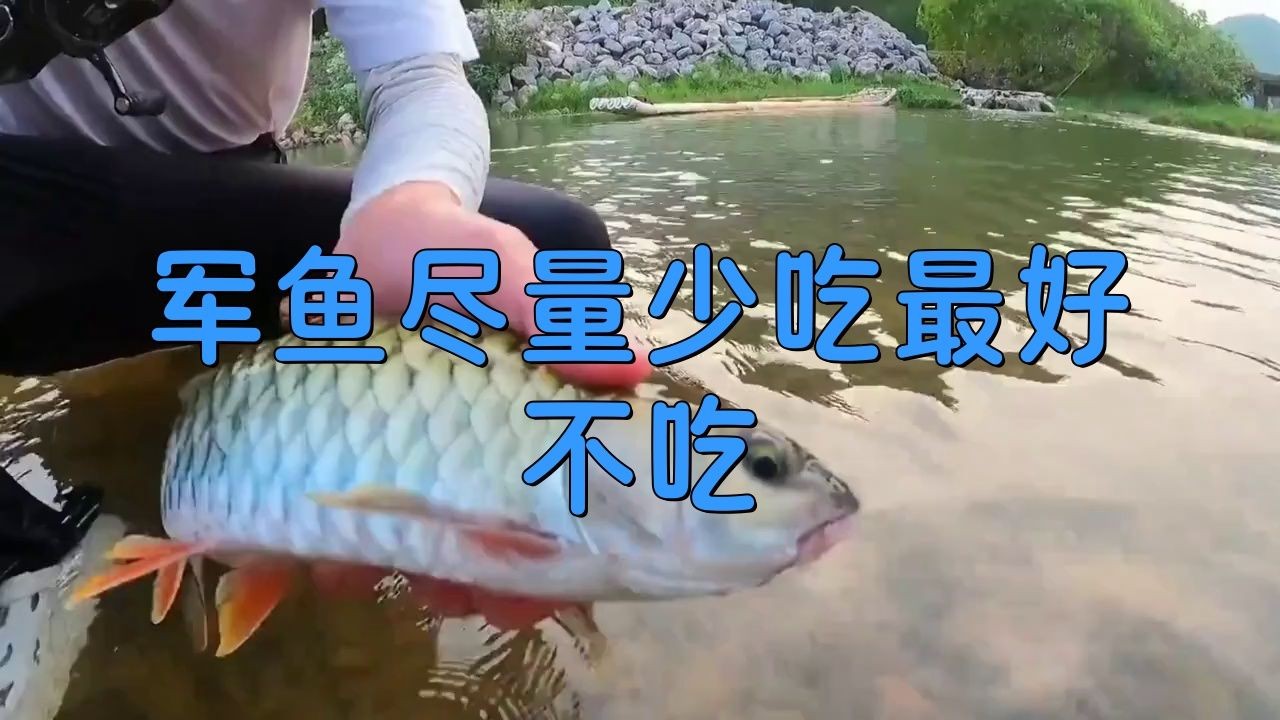 軍魚為何盡量少吃，你可以按需選用，，科普向，揭秘軍魚少食緣由，疑問風，軍魚緣何要少吃？，警示款，慎食