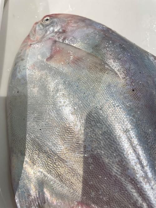 各種鯧魚圖片大全，魚圖鑒集錦
