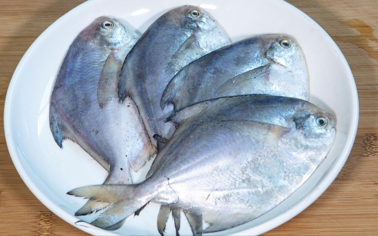 各種鯧魚圖片大全，魚圖鑒集錦