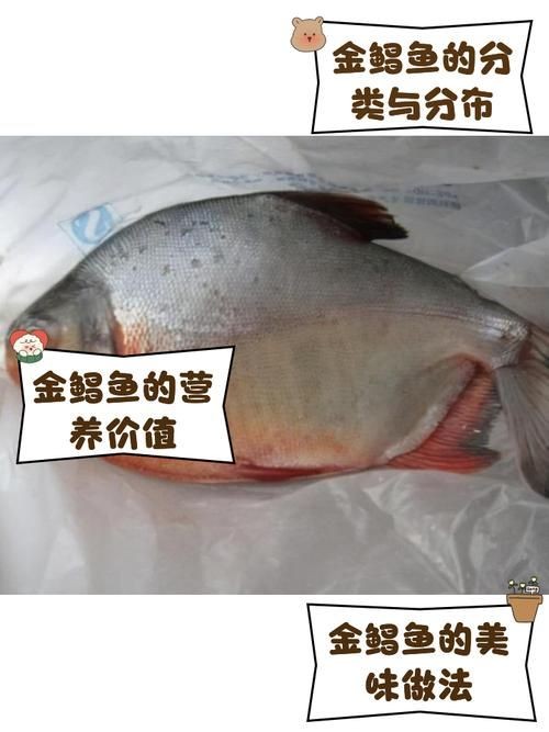 各種鯧魚圖片大全，魚圖鑒集錦