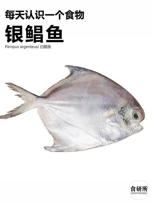各種鯧魚圖片大全，魚圖鑒集錦