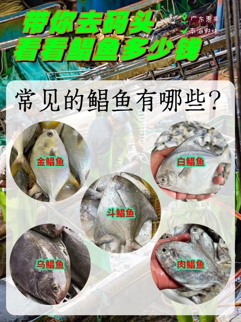 各種鯧魚圖片大全，魚圖鑒集錦