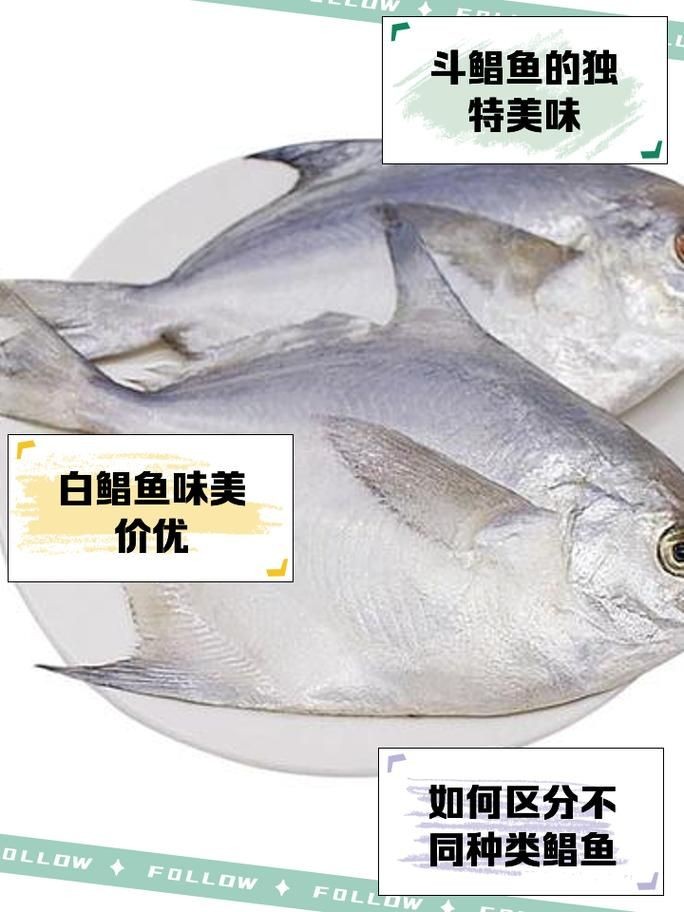 各種鯧魚圖片大全，魚圖鑒集錦