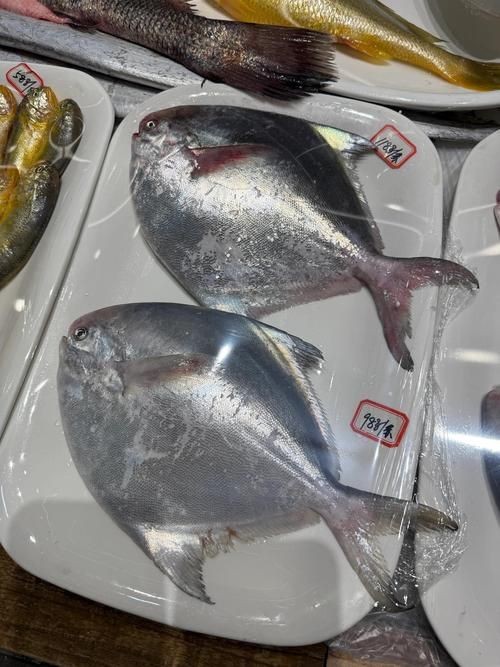 各種鯧魚圖片大全，魚圖鑒集錦