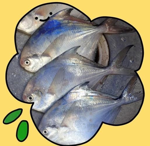 各種鯧魚圖片大全，魚圖鑒集錦