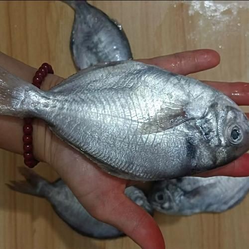 各種鯧魚圖片大全，魚圖鑒集錦