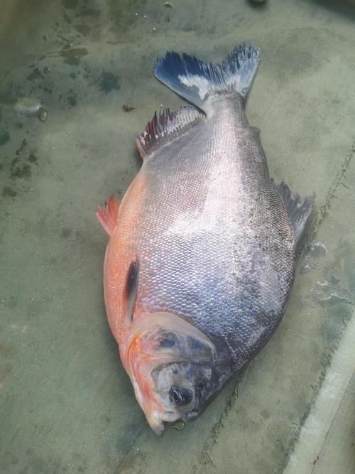 各種鯧魚圖片大全，魚圖鑒集錦