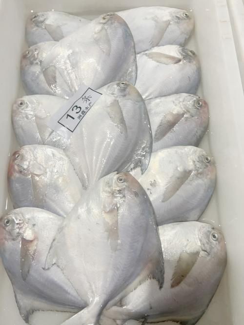 各種鯧魚圖片大全，魚圖鑒集錦