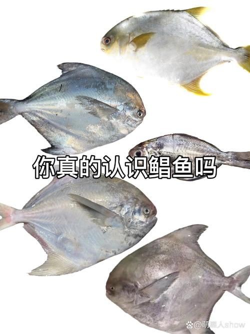各種鯧魚圖片大全，魚圖鑒集錦