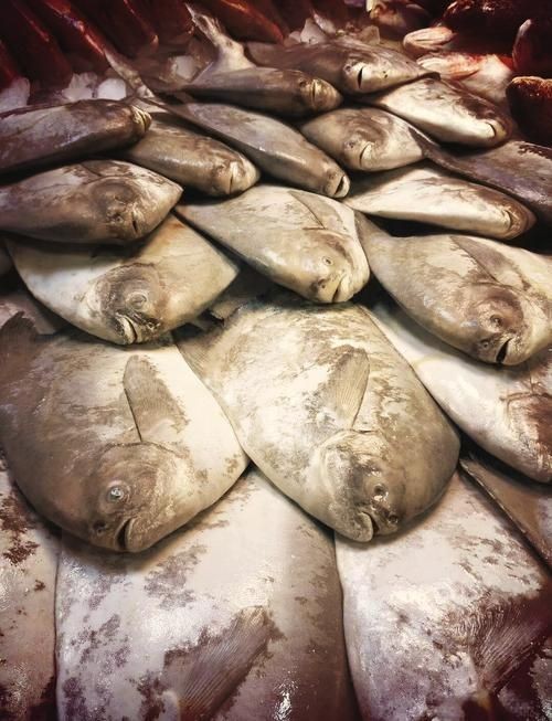 各種鯧魚圖片大全，魚圖鑒集錦