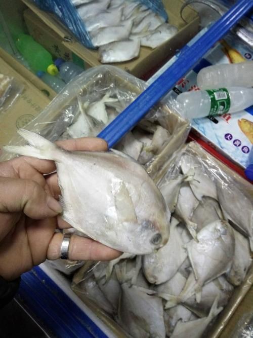 各種鯧魚圖片大全，魚圖鑒集錦
