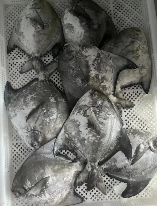 各種鯧魚圖片大全，魚圖鑒集錦