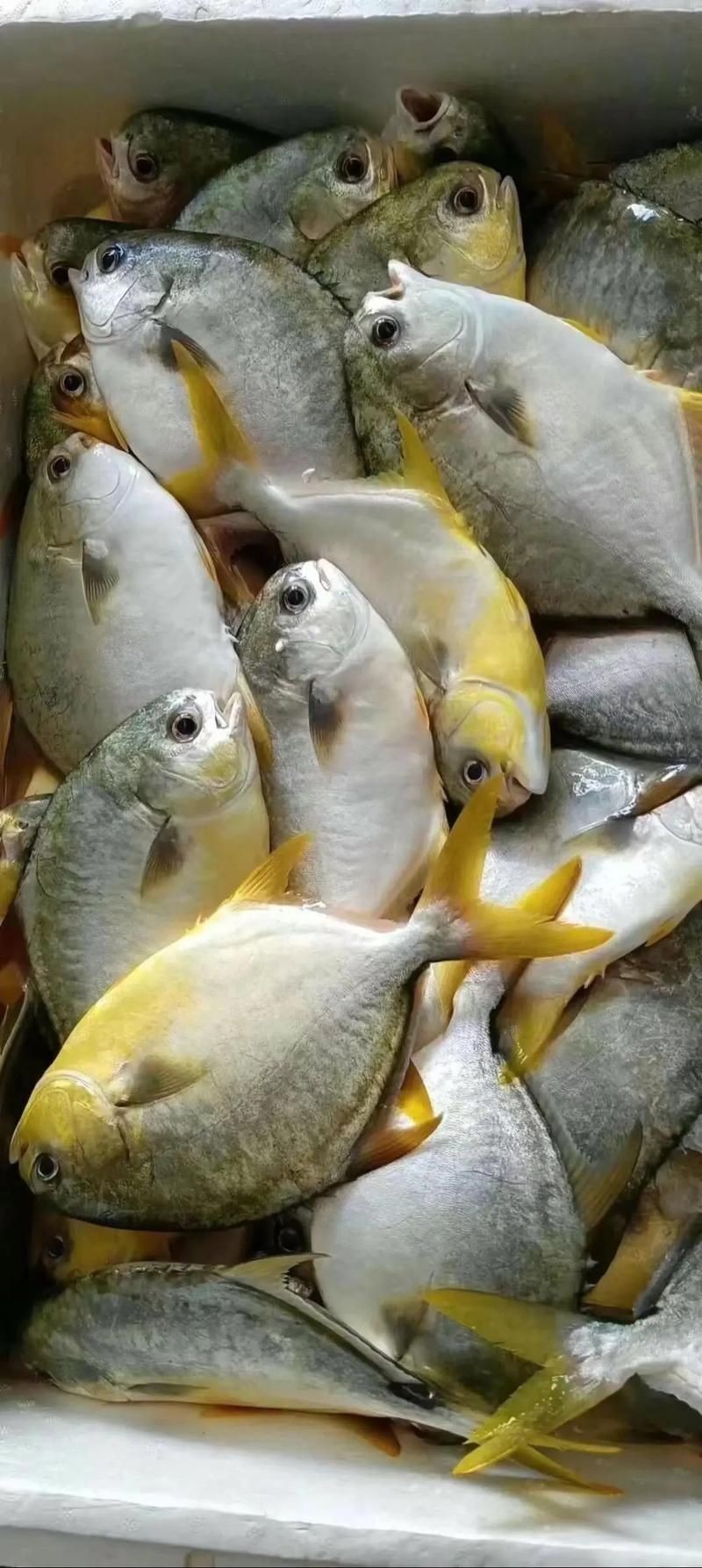各種鯧魚圖片大全，魚圖鑒集錦