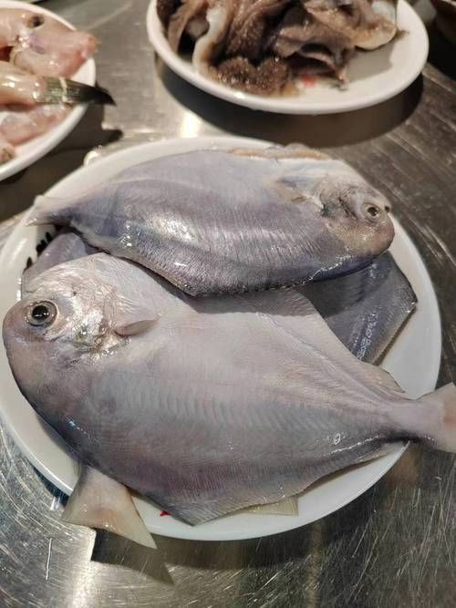 各種鯧魚圖片大全，魚圖鑒集錦