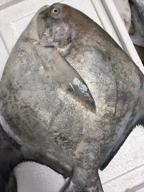 各種鯧魚圖片大全，魚圖鑒集錦