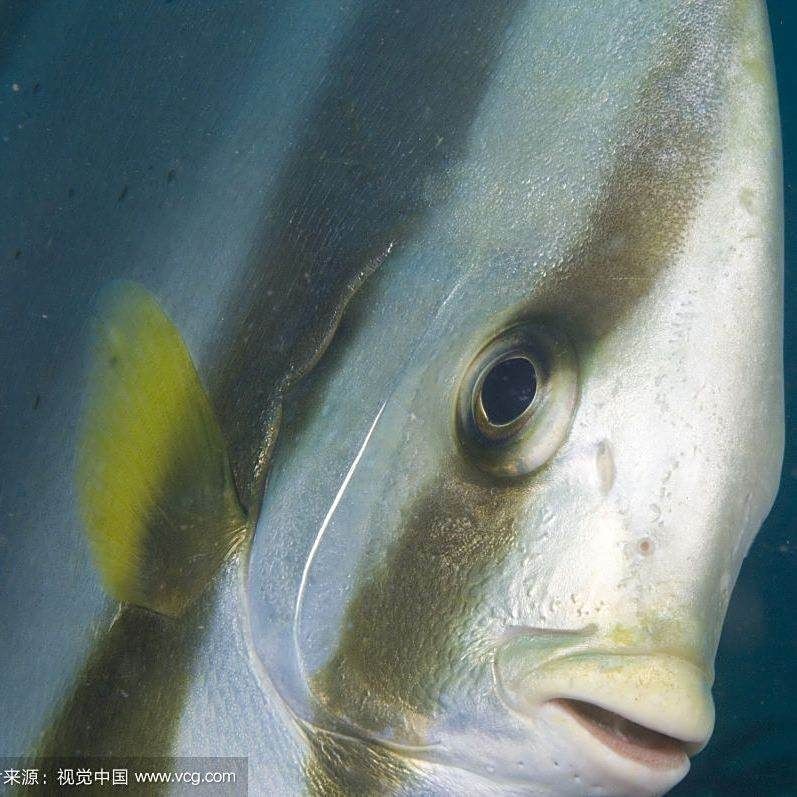 各種鯧魚圖片大全，魚圖鑒集錦