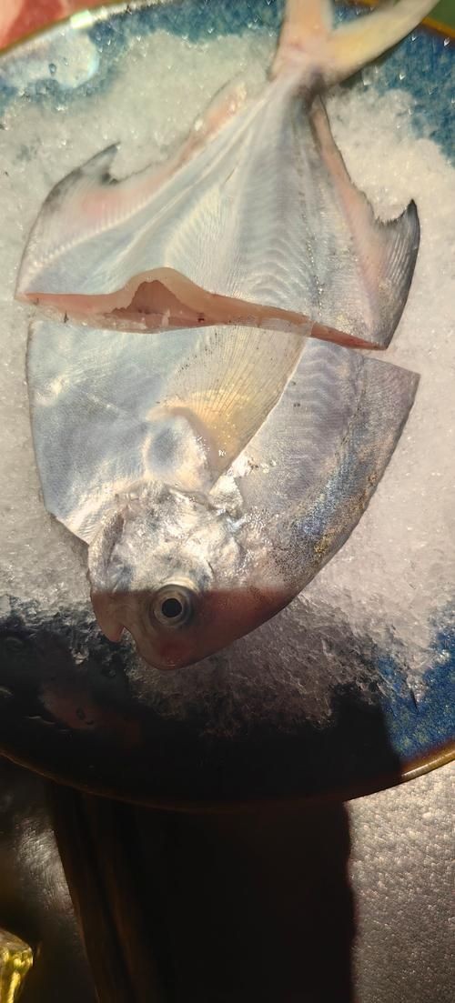 各種鯧魚圖片大全，魚圖鑒集錦