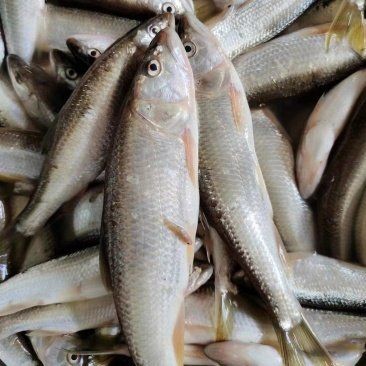 十堰水族批發(fā)市場，你可以按需選用，，直白型，十堰水族批發(fā)大集，吸睛型，探秘十堰水族批發(fā)天地，活潑型，