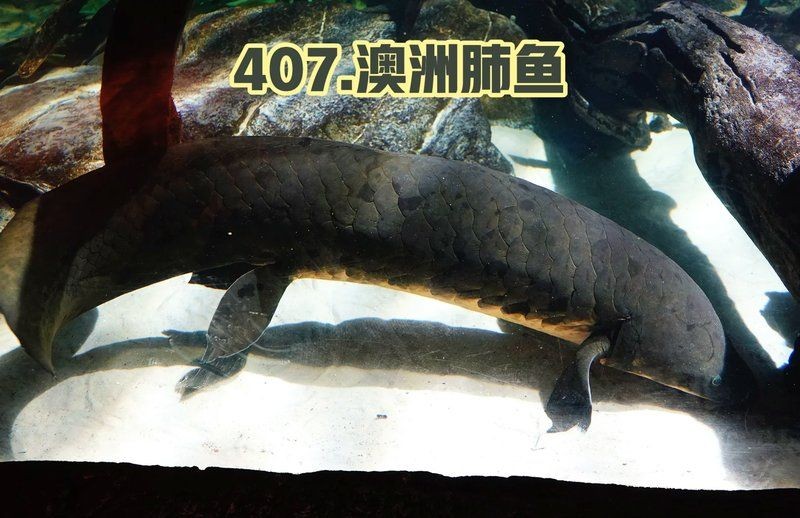 含肺魚vs巨齒鯊，熱血對抗風，含肺魚激戰巨齒鯊，懸念揭秘風，含肺魚與巨齒鯊誰主沉浮？，簡潔直白風，含 含肺魚vs巨齒鯊，熱血對抗風，含肺魚激戰巨齒鯊，懸念揭秘風，含肺魚與巨齒鯊誰主沉浮？，簡潔直白風，含 全國水族館企業名錄 第7張
