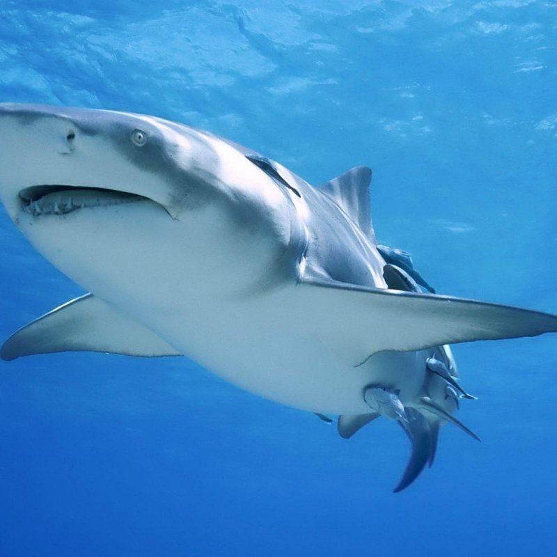 含肺魚vs巨齒鯊，熱血對抗風，含肺魚激戰巨齒鯊，懸念揭秘風，含肺魚與巨齒鯊誰主沉浮？，簡潔直白風，含 含肺魚vs巨齒鯊，熱血對抗風，含肺魚激戰巨齒鯊，懸念揭秘風，含肺魚與巨齒鯊誰主沉浮？，簡潔直白風，含 全國水族館企業名錄 第18張