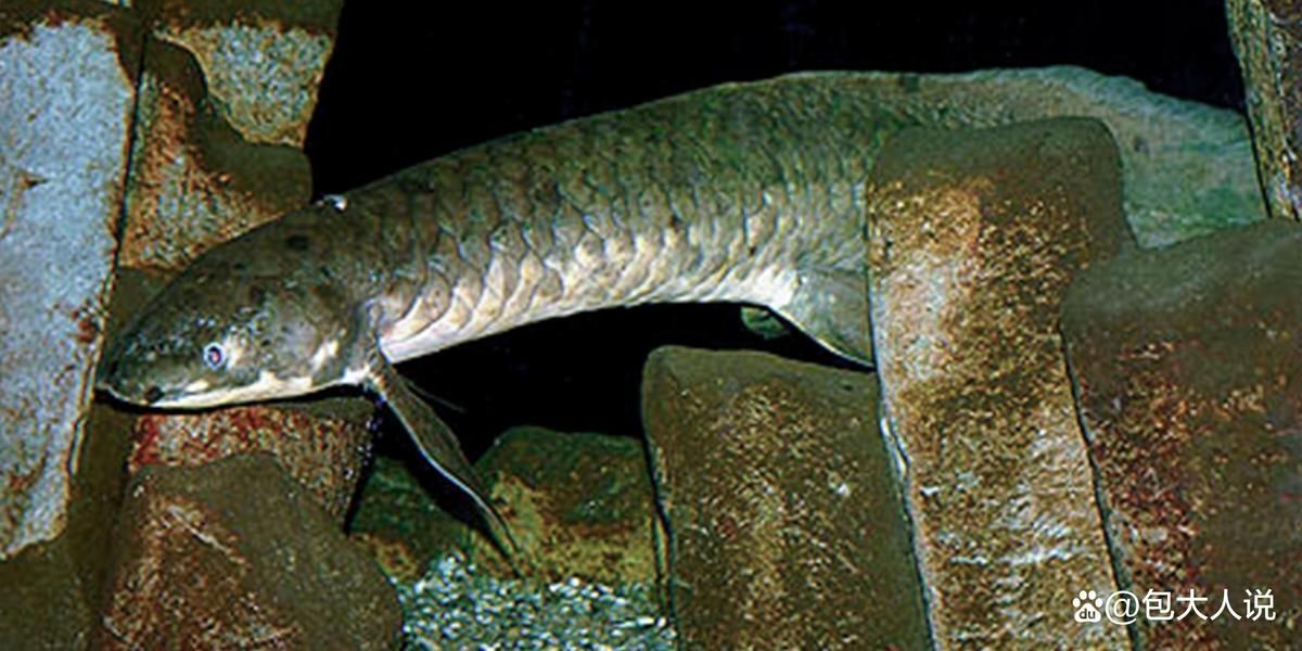 含肺魚圖片，直白型，驚艷！含肺魚高清圖片來襲，好奇引導型，探秘含肺魚，獨特圖片大公開，文藝風，邂逅含肺魚，定格奇妙瞬間（