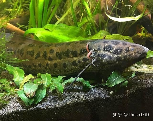 含肺魚圖片，直白型，驚艷！含肺魚高清圖片來襲，好奇引導型，探秘含肺魚，獨特圖片大公開，文藝風，邂逅含肺魚，定格奇妙瞬間（