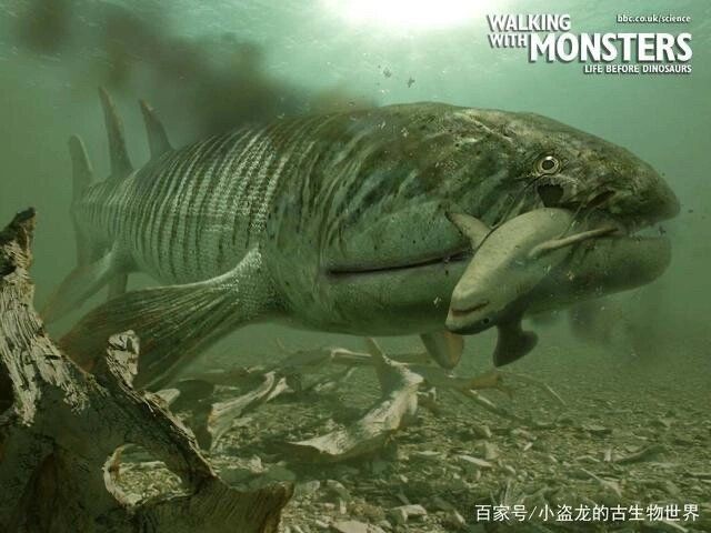 含肺魚圖片，直白型，驚艷！含肺魚高清圖片來襲，好奇引導型，探秘含肺魚，獨特圖片大公開，文藝風，邂逅含肺魚，定格奇妙瞬間（