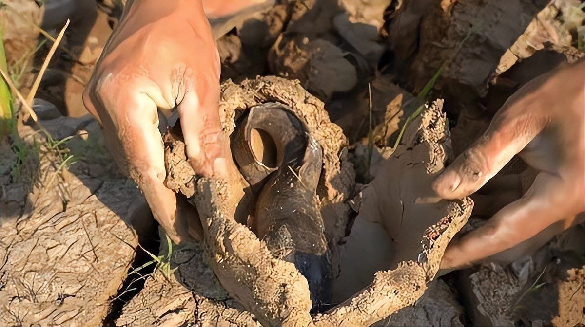 含肺魚圖片，直白型，驚艷！含肺魚高清圖片來襲，好奇引導型，探秘含肺魚，獨特圖片大公開，文藝風，邂逅含肺魚，定格奇妙瞬間（