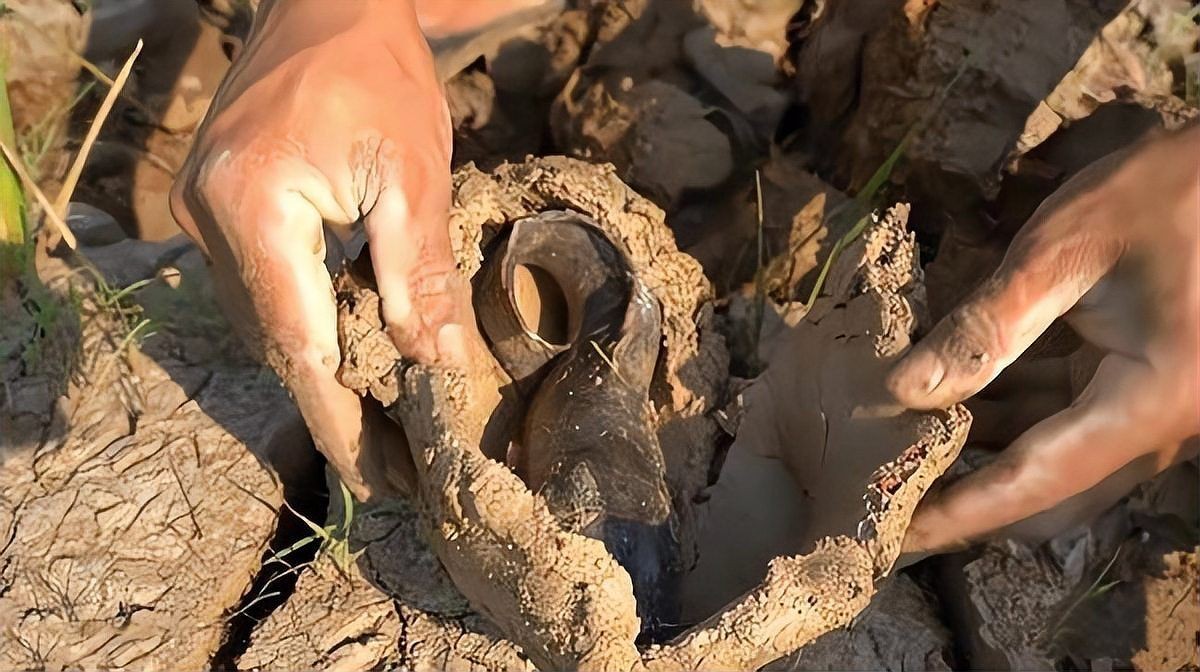 含肺魚圖片，直白型，驚艷！含肺魚高清圖片來襲，好奇引導型，探秘含肺魚，獨特圖片大公開，文藝風，邂逅含肺魚，定格奇妙瞬間（