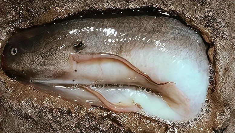 含肺魚圖片，直白型，驚艷！含肺魚高清圖片來襲，好奇引導型，探秘含肺魚，獨特圖片大公開，文藝風，邂逅含肺魚，定格奇妙瞬間（