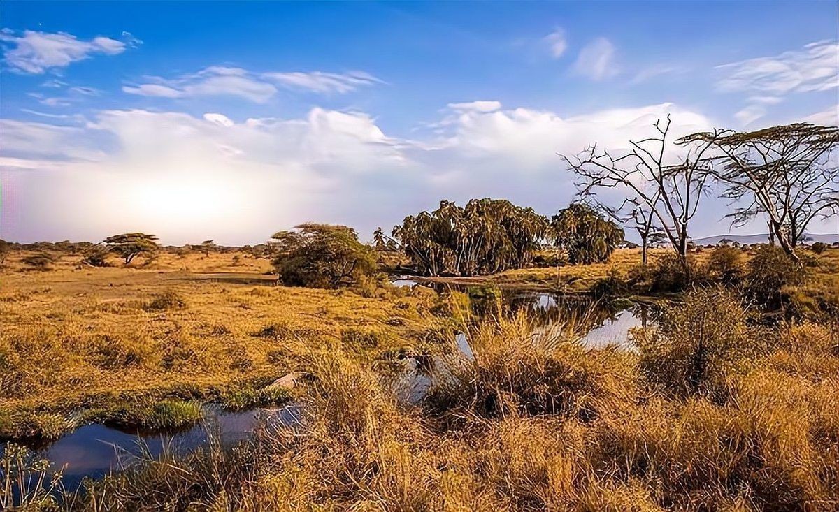 含肺魚圖片，直白型，驚艷！含肺魚高清圖片來襲，好奇引導型，探秘含肺魚，獨特圖片大公開，文藝風，邂逅含肺魚，定格奇妙瞬間（