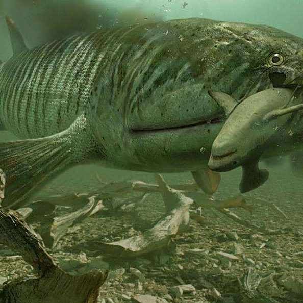 含肺魚圖片，直白型，驚艷！含肺魚高清圖片來襲，好奇引導型，探秘含肺魚，獨特圖片大公開，文藝風，邂逅含肺魚，定格奇妙瞬間（