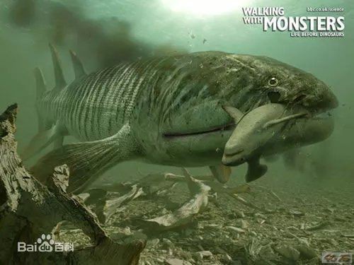 含肺魚圖片，直白型，驚艷！含肺魚高清圖片來襲，好奇引導型，探秘含肺魚，獨特圖片大公開，文藝風，邂逅含肺魚，定格奇妙瞬間（