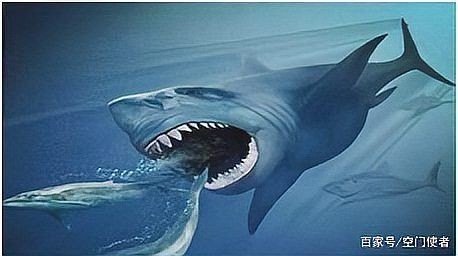 巨齒鯊有天敵嗎，你可以按需選用，，巨齒鯊天敵之謎，探尋巨齒鯊有無天敵，巨齒鯊是否存在天敵