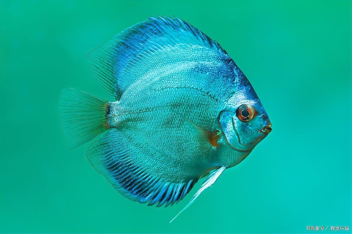 1米2長寬50魚缸能養金龍嗎，你可以按需選用，，科普風，1米2×50魚缸適配養金龍魚嗎？，疑問風，1米2長寬50魚缸可否養金龍？，直白風，此尺寸魚缸能